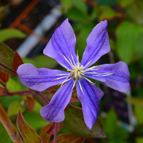 Clematis integrifolia Arabella