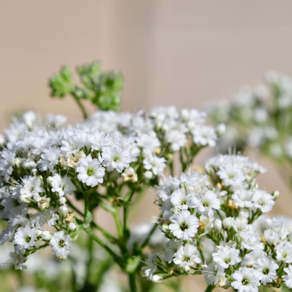 Gypsophila paniculata Starflakes (3)