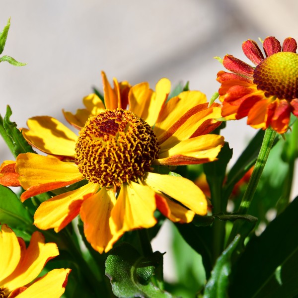 Helenium HayDay GOlden Bicolor (4)