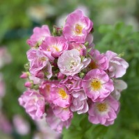 Vorschau: Apple Blossom Vorschau: Apple Blossom