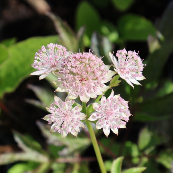 Astrantia Buckland