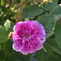 Russeliana Russeliana