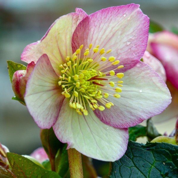 Helleborus x gld. HGC Ice 'Maddy Marble'