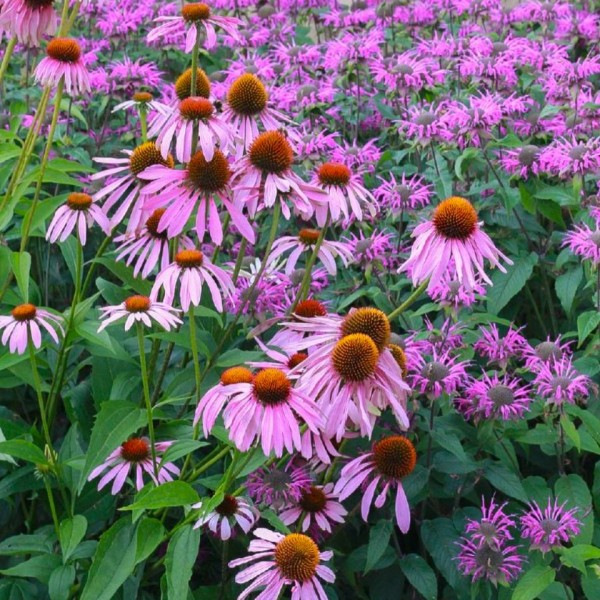 echinacea-purpurea-magnus-scheinsonnenhut (2)