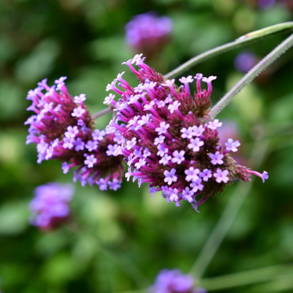 Verbena (1)