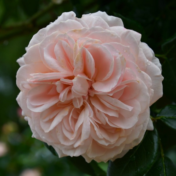 Garden of roses (3)