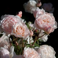 Rose_Clair de Lune_strauchrosen_9 Rose_Clair de Lune_strauchrosen_9