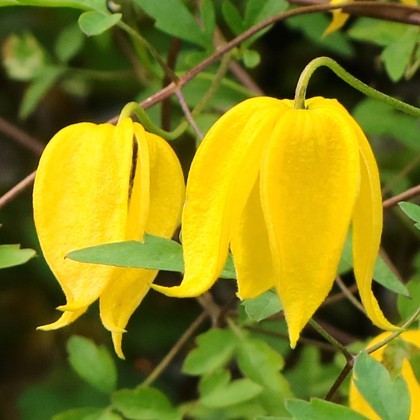 Aureolin