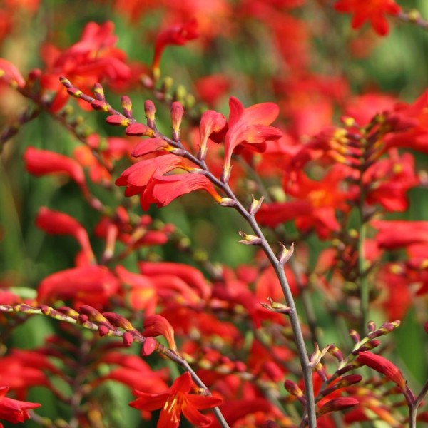 Crocosmia x crocosmiiflora 'Emberglow'2