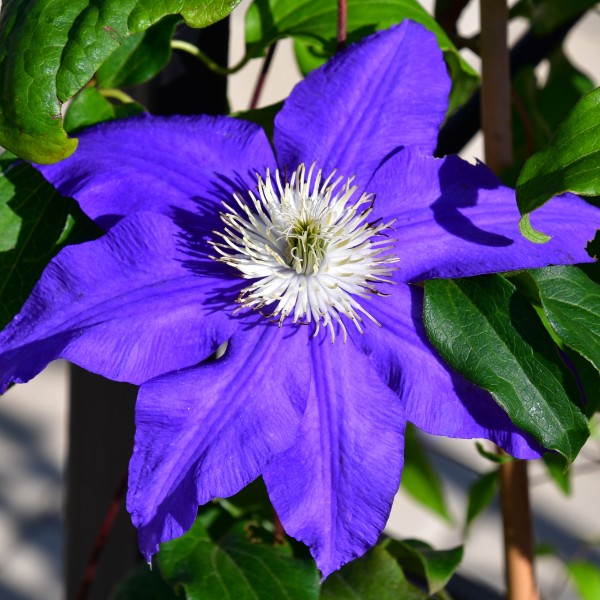 Clematis hyb. Lasurstern