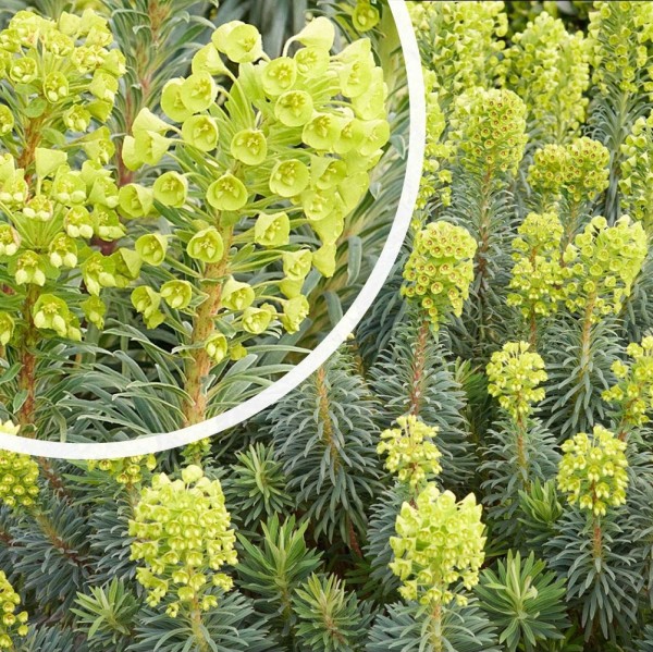 Euphorbia-characias-wulfenii