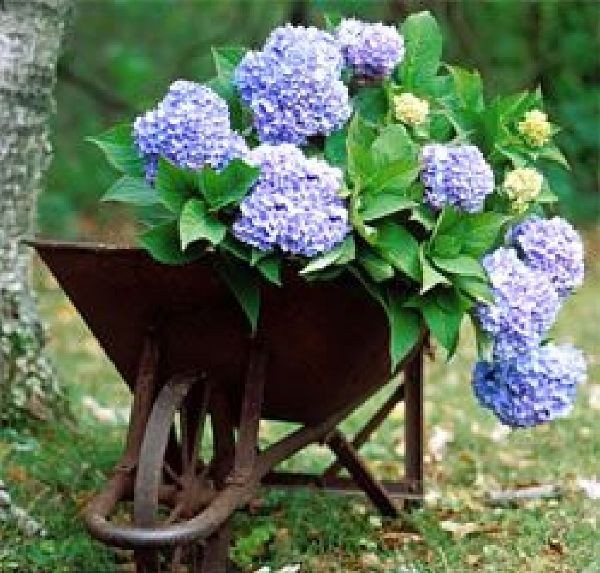 Hydrangea Endless Summer The Original