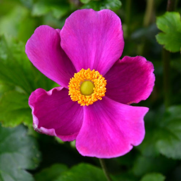 Anemone hupeh. 'Alando Rose'