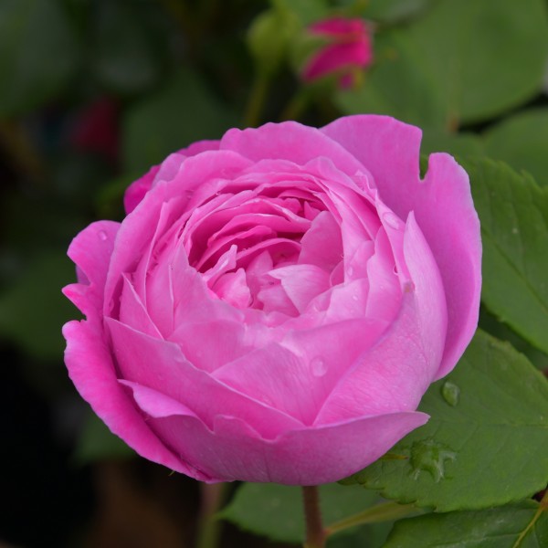 La Reine Victoria (1)