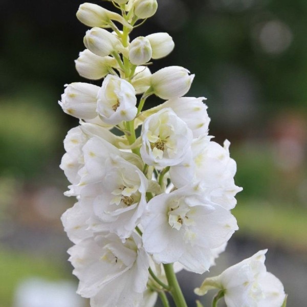 delphinium-pacific-galahad-pacific-rittersporn