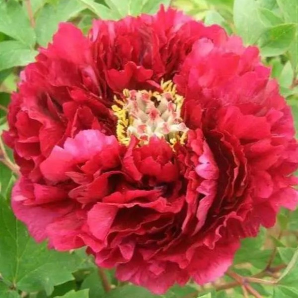 Paeonia suffruticosa Mo Run Jue Lun