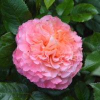 Augusta Luise Augusta Luise