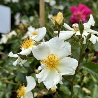 White Wedding White Wedding