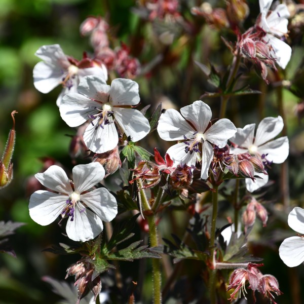 Geranium pratense Purple Ghost (3)