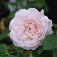 The Albrighton Rambler The Albrighton Rambler