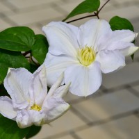 Mme le Coultre Mme le Coultre