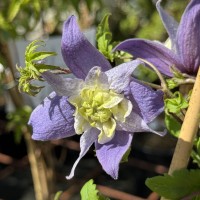 Clematis alpina 'Blue Princess' Clematis alpina 'Blue Princess'