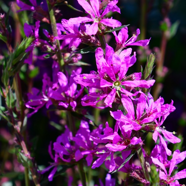 Lythrum Dropmore Puruple (2)