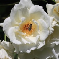 City of York City of York