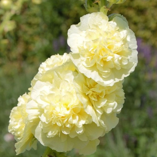Alcea Pleniflora Gelb
