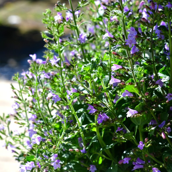 Calamintha Triumphator (6)