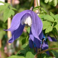 frances-rivis 1 frances-rivis 1