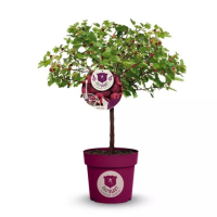 Rubus Raspbeary PY60 Rubus Raspbeary PY60