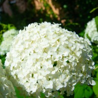 Hydrangea arborescens Annabelle / Ballhortensie 'Annabelle' Hydrangea arborescens Annabelle / Ballhortensie 'Annabelle'
