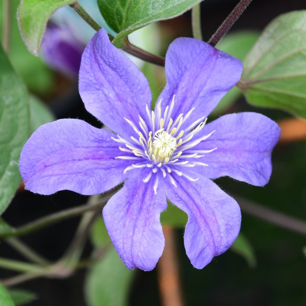 Clematis integrifolia Arabella