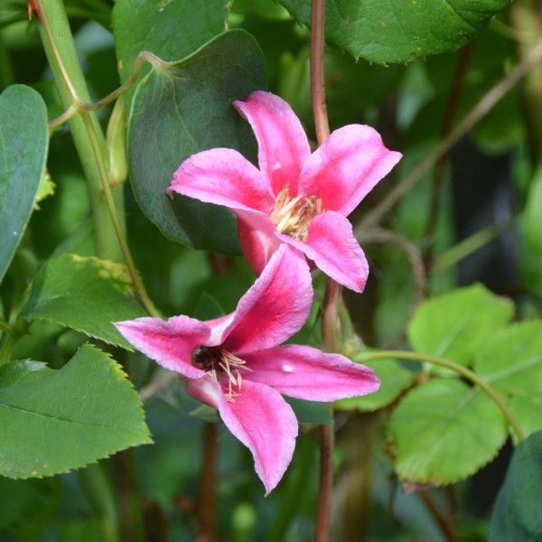 Clematis Tex Princess Diana