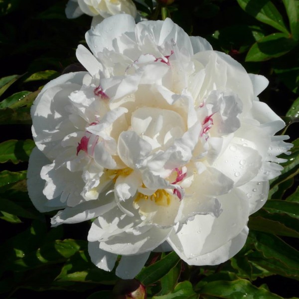 Gardenia