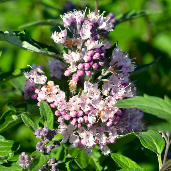 Caryopteris clandonensis Stephi