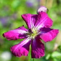 Clematis vitic.Rubra im 4L Topf Clematis vitic.Rubra im 4L Topf