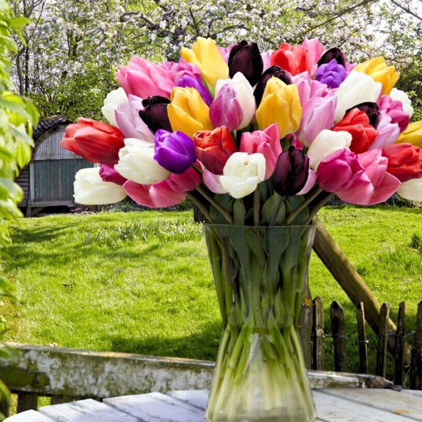 tulpen-phantasie-mischung-xl-packung