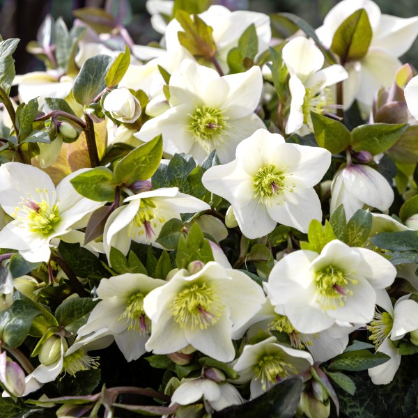 Helleborus x gld. HGC Ice Milla Marble'