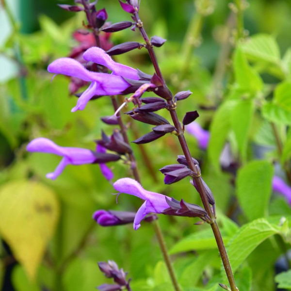Salvia Rockin Lavender C3