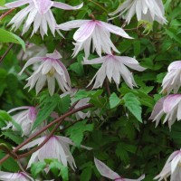 Vorschau: Clematis alp. Pink Princess Vorschau: Clematis alp. Pink Princess