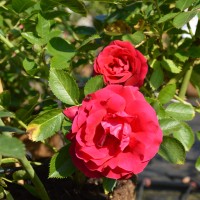 Flammentanz Flammentanz