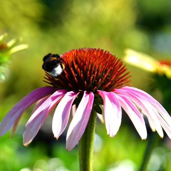 Echinacea purpurea 'Pink Tip'