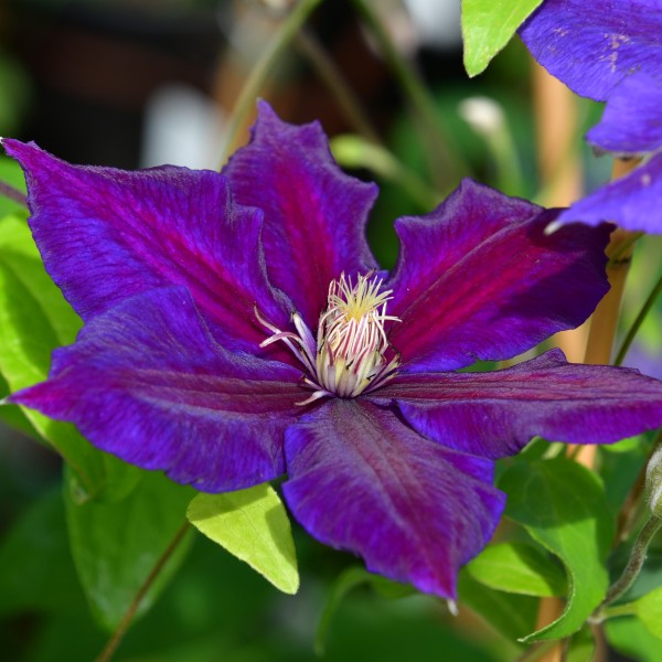 Clematis Hyb. Julka