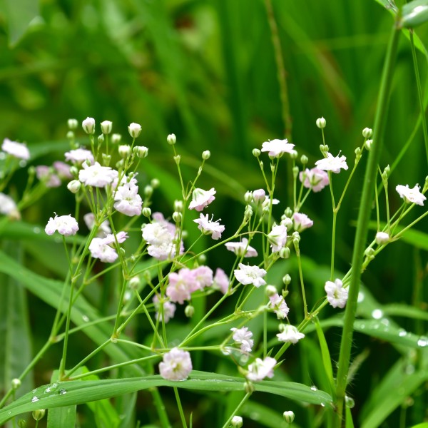 Gypsophila paniculata