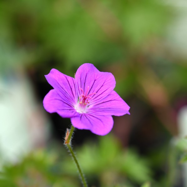 Geranium sanguineum Tiny Monster (2)