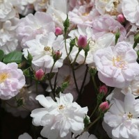 Rose_Narrow Water_Kletterrosen_2 Rose_Narrow Water_Kletterrosen_2