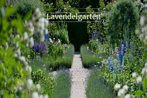 Lavendelgarten