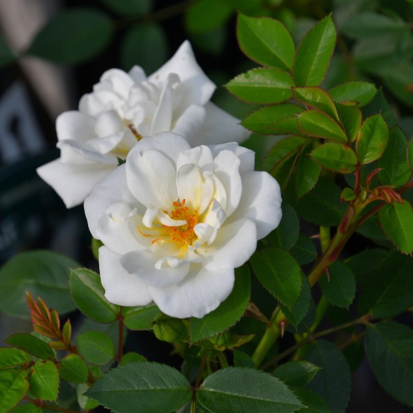 White Cover